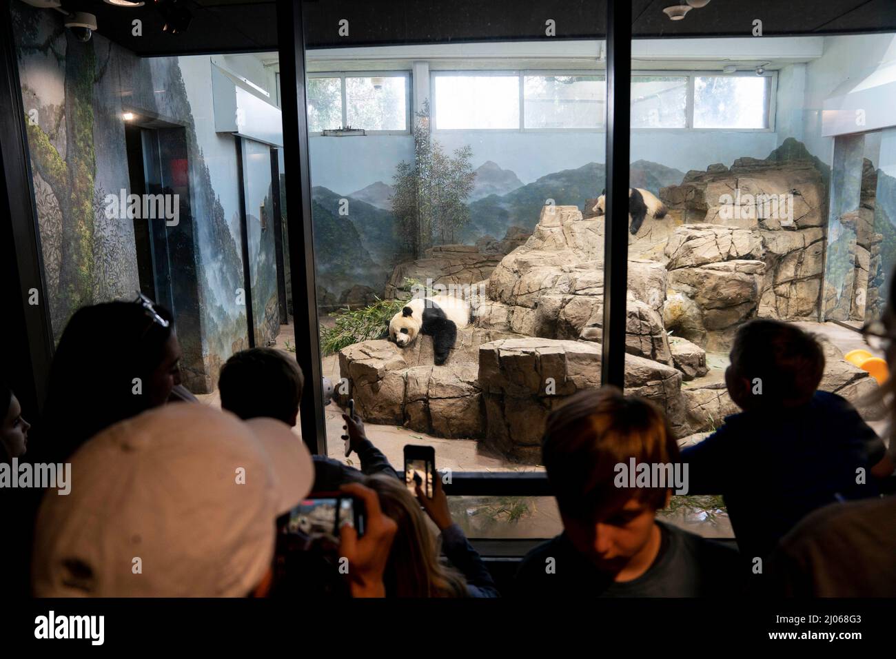 Washington, USA. 16th Mar, 2022. Tourists take photos of giant pandas at Smithsonian's National Zoo in Washington, DC, the United States, on March 16, 2022. The Smithsonian's National Zoo and Conservation Biology Institute has kicked off a months-long celebration of the 50th anniversary of its giant panda program. Credit: Liu Jie/Xinhua/Alamy Live News Stock Photo