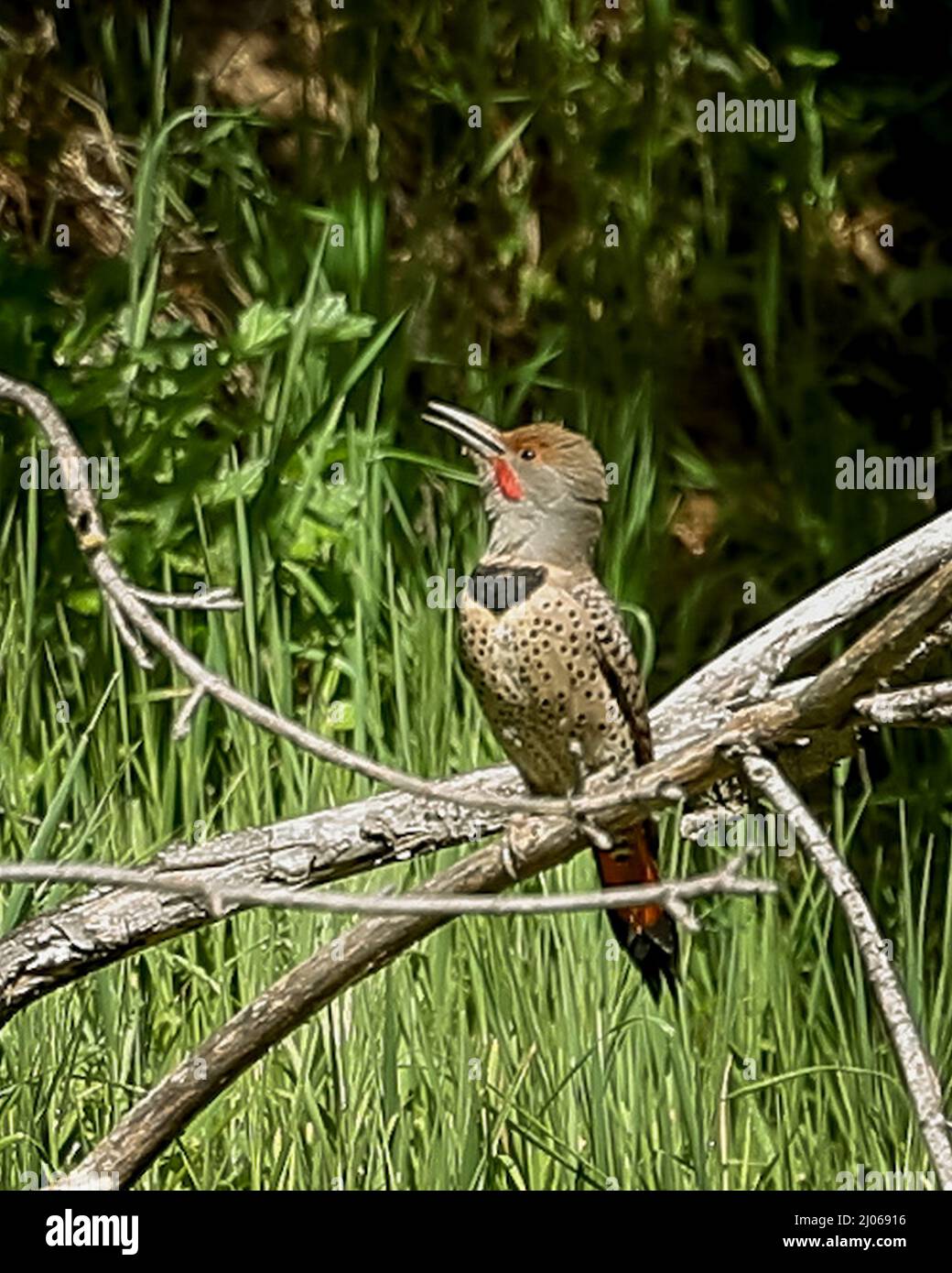 San Jose, California, USA, 16th March 2022: The northern flicker (Colaptes auratus) or common flicker is a medium-sized bird of the woodpecker family. It is native to most of North America, parts of Central America, Cuba, and the Cayman Islands, and is one of the few woodpecker species that migrate. Over 100 common names for the northern flicker are known, including yellowhammer (not to be confused with the Eurasian yellowhammer), clape, gaffer woodpecker, harry-wicket[citation needed], heigh-ho, wake-up, walk-up, wick-up, yarrup, and gawker bird. Many of these names derive from attempts to im Stock Photo