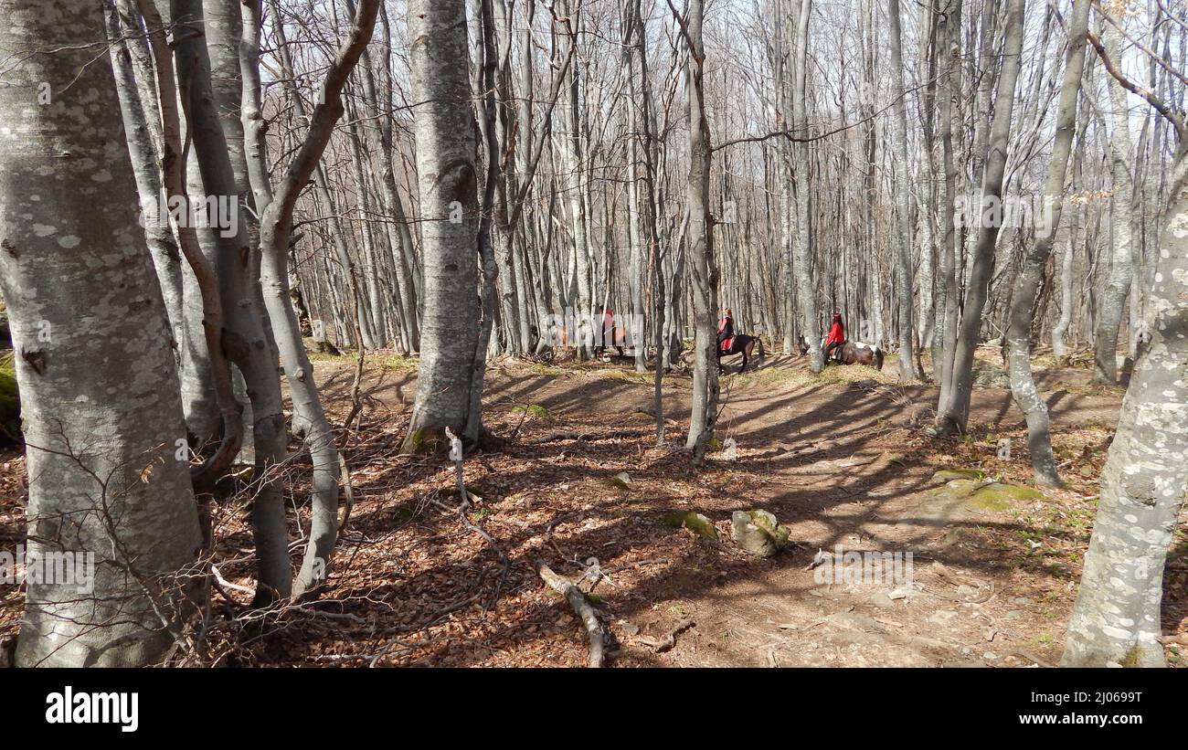 Horseback Riding in the Forest Stock Photo - Alamy