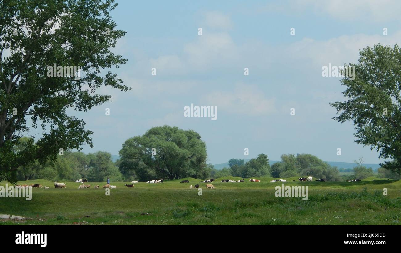 Field with Farmer and Cows Stock Photo - Alamy