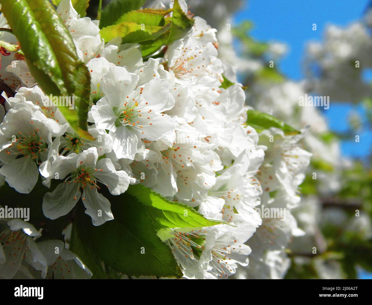 Quince pattern hi-res stock photography and images - Alamy