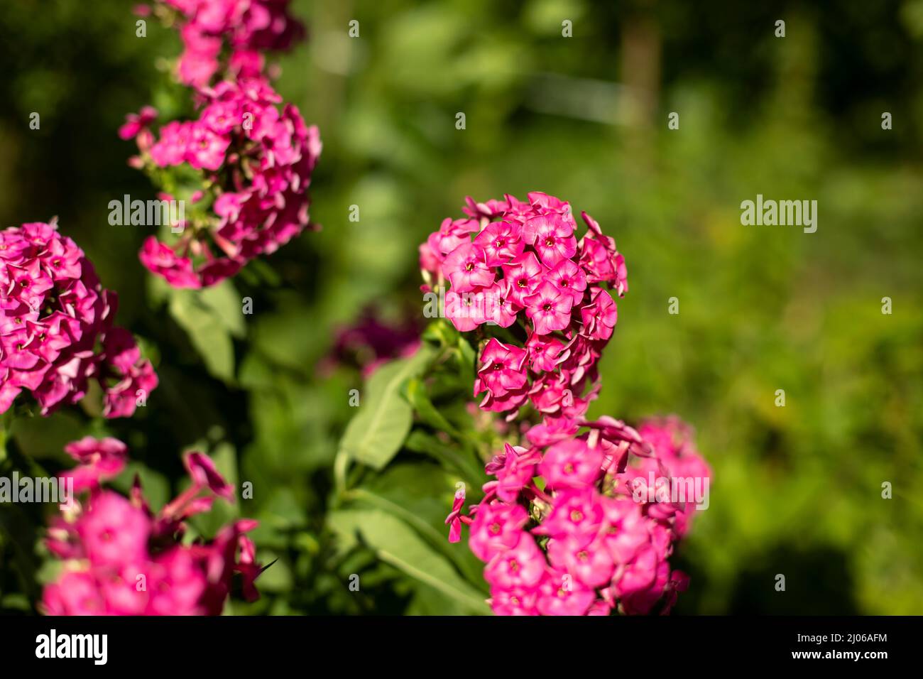 Pink flowers in the garden. Plants in summer. Buds of inflorescences in sunlight. Stock Photo