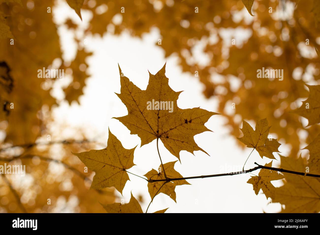 Yellow maple leaves. Autumn background. Maple leaves in the park. Stock Photo