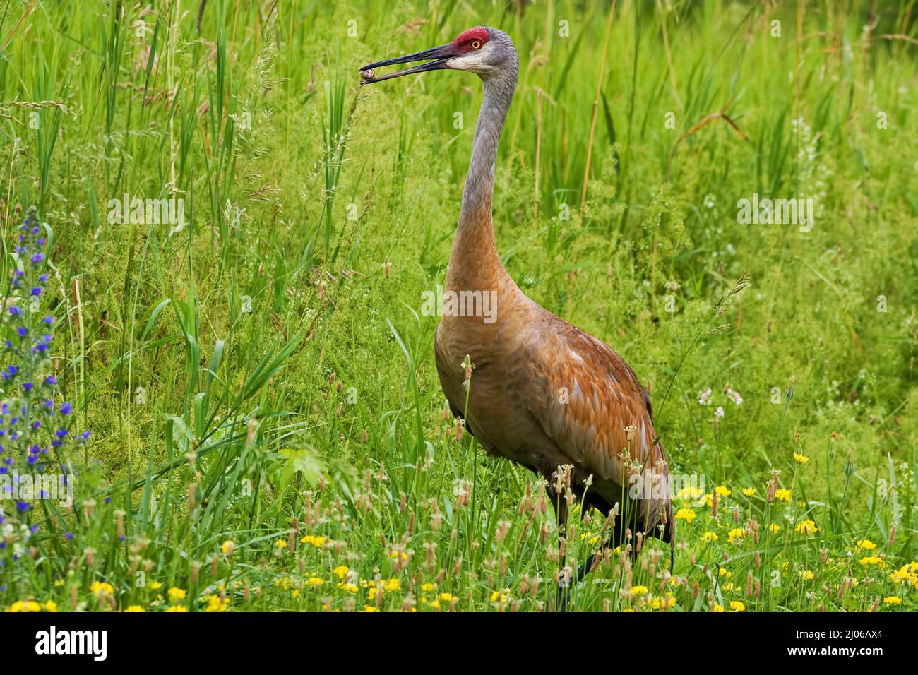 An Adult Sandhill Crane, Grus canadensis, feeding in meadow Stock Photo