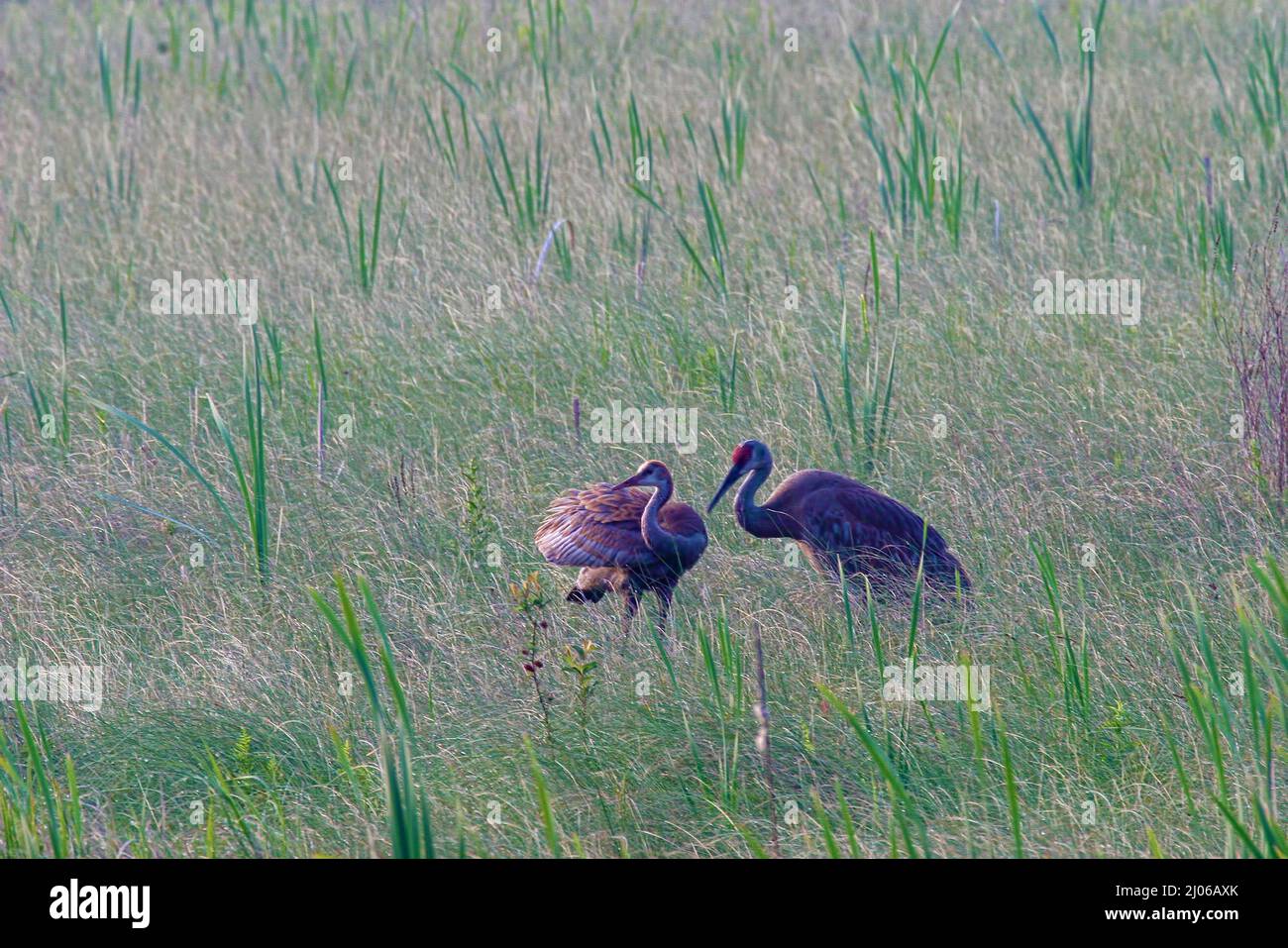 An Adult and young Sandhill Crane, Grus canadensis, in long grass Stock Photo