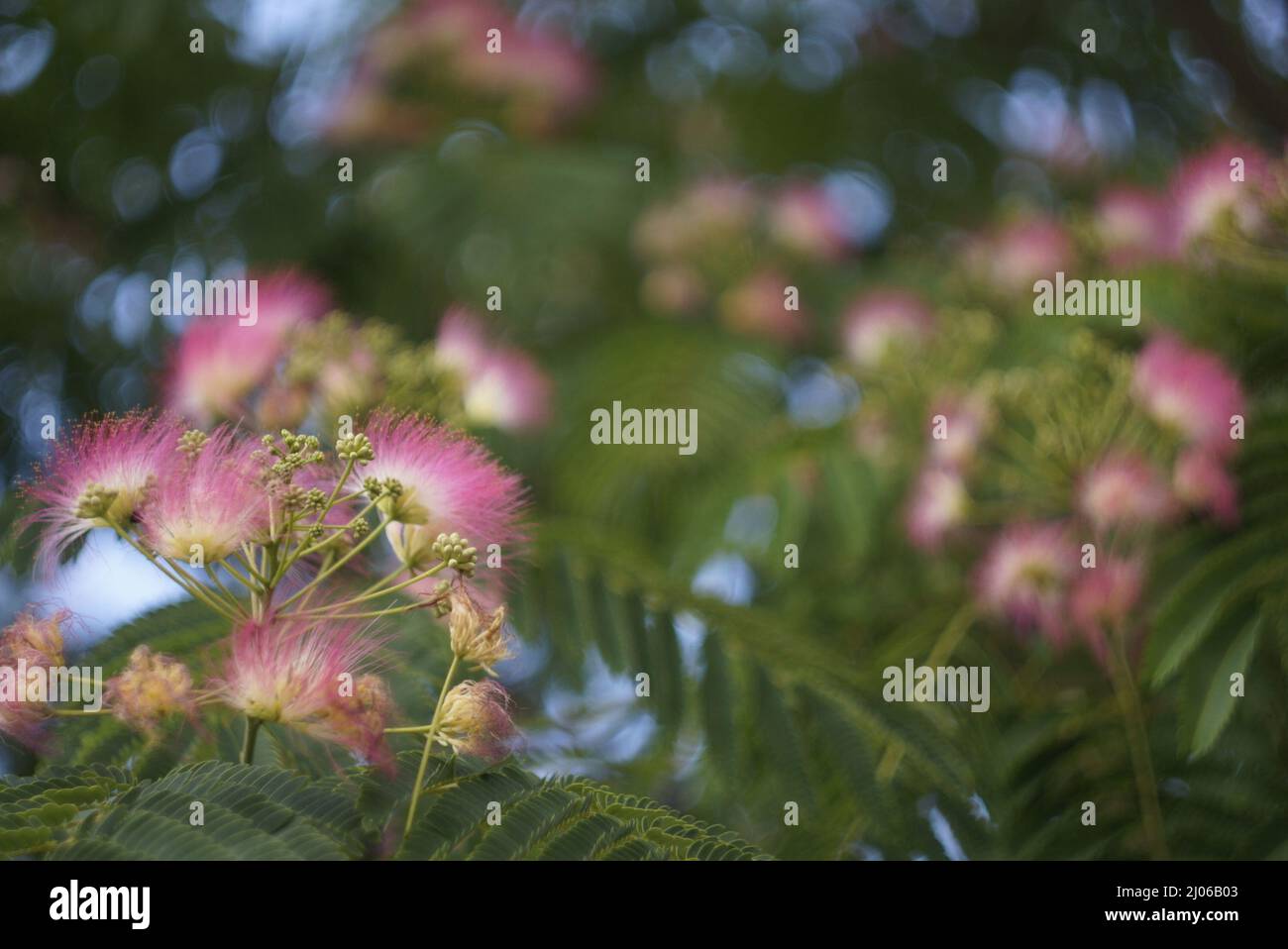Persian Silk Tree in Bloom Stock Photo