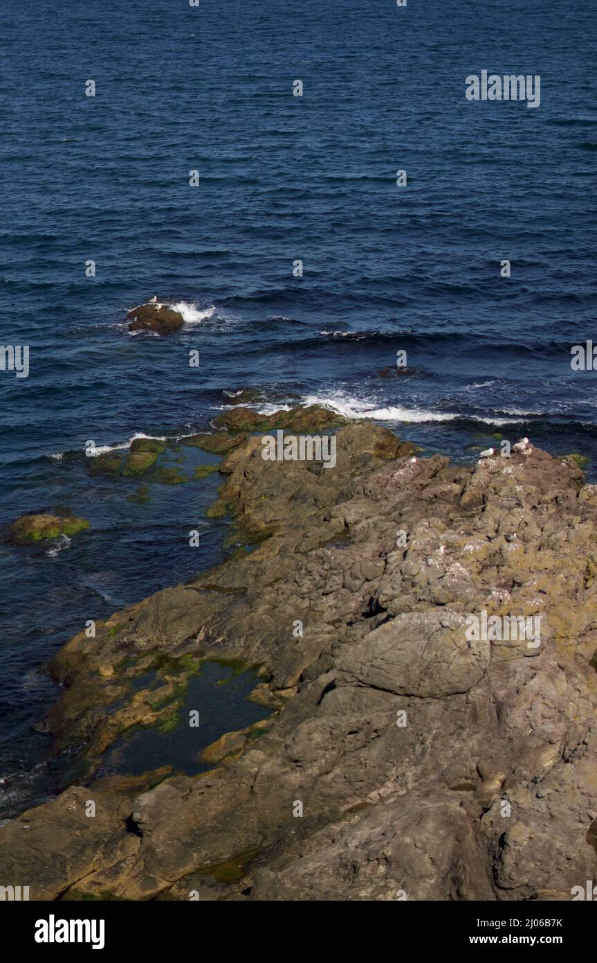 Seagulls Resting on Mossy Rocks Stock Photo