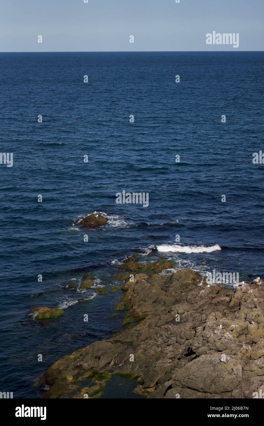 Seagulls Resting on Mossy Rocks Stock Photo