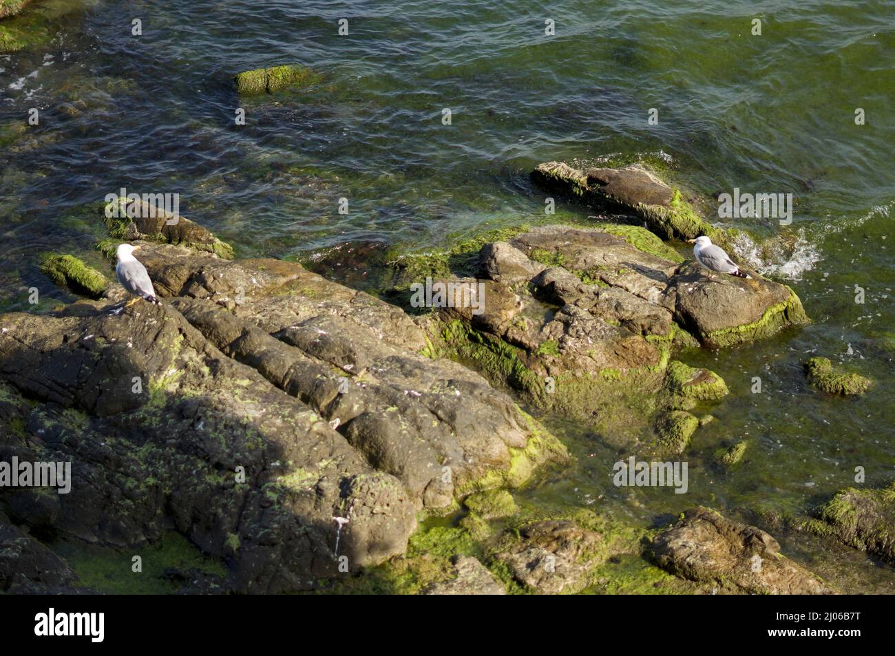 Seagulls Resting on Mossy Rocks Stock Photo