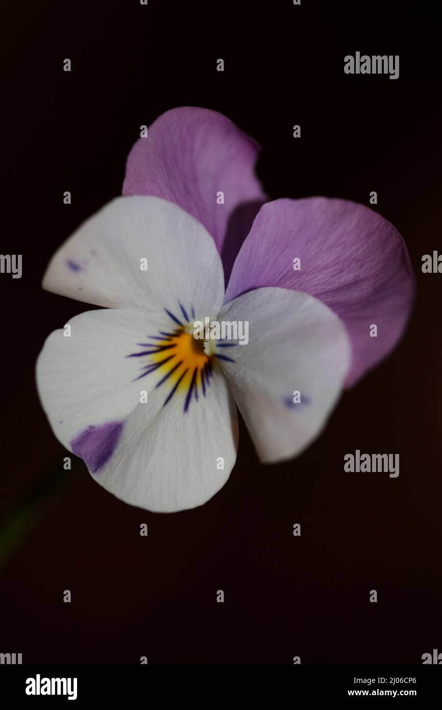 Colorful flower blossom close up agricultural background viola tricolor L. family violaceae high quality big size botanical prints Stock Photo