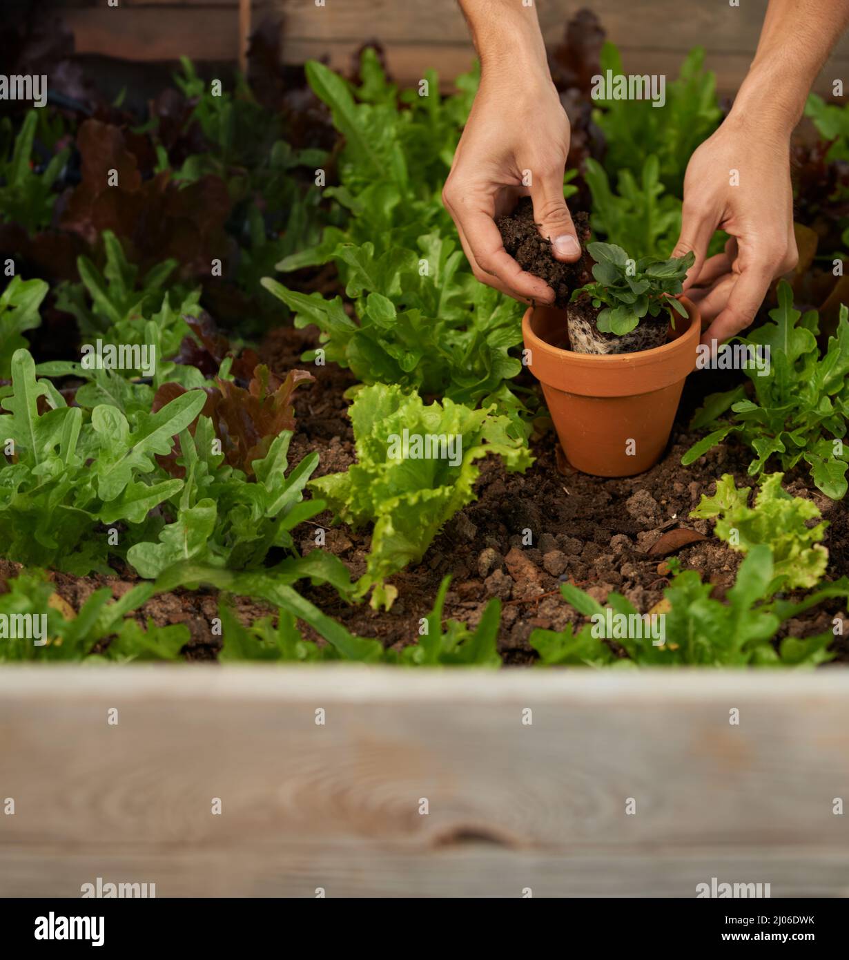 Gardening...its cheaper than therapy. Cropped shot of a man hands planting some leafy vegetables in a garden box. Stock Photo