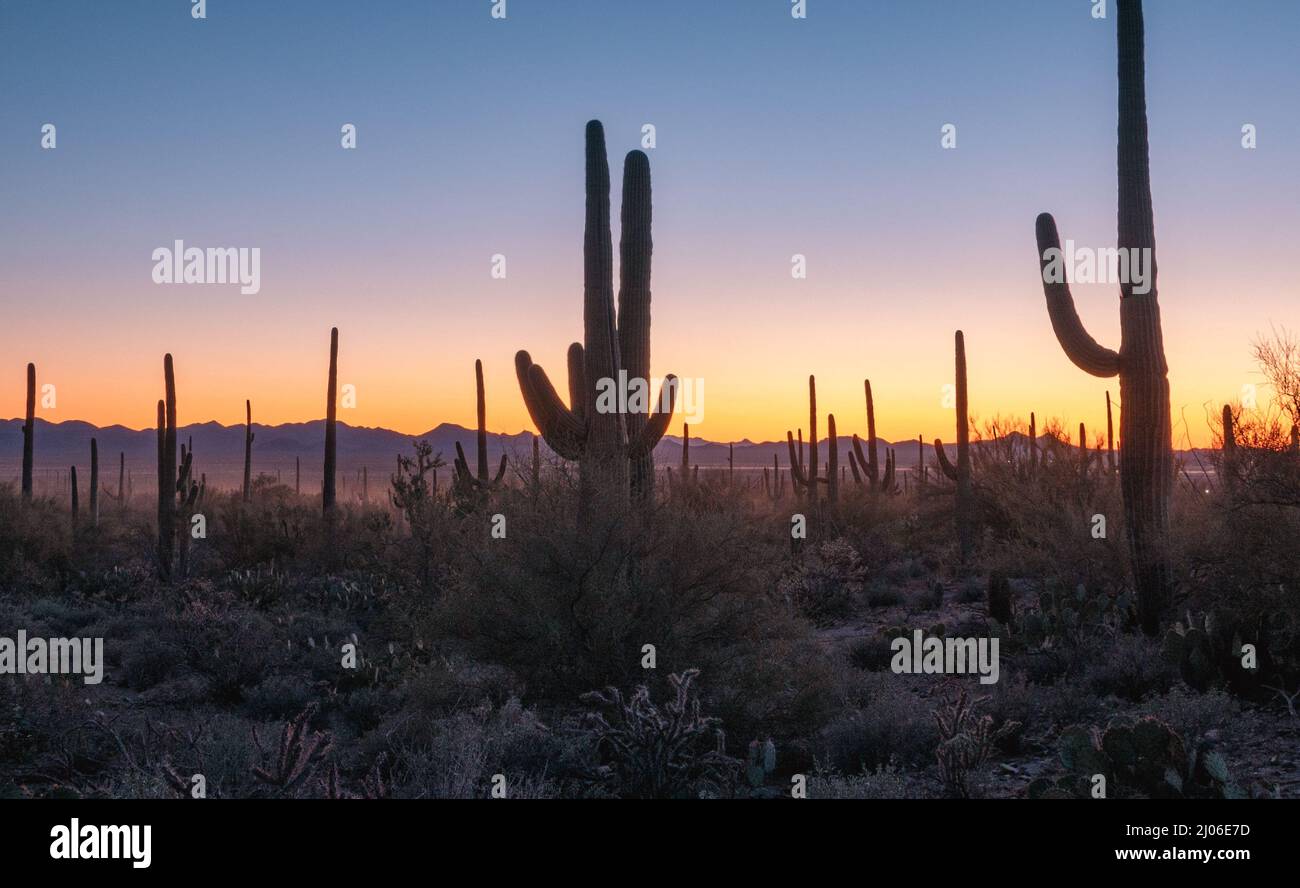 Silhouette of Saguaros at sunset in Arizona desert Stock Photo - Alamy