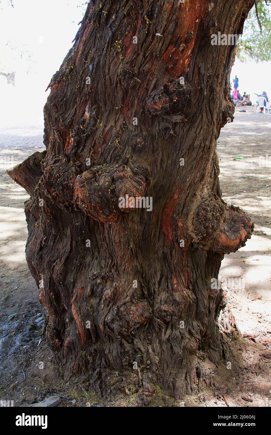 tree trunk of acacia nilotica in beautiful natural brown colour bark Stock Photo