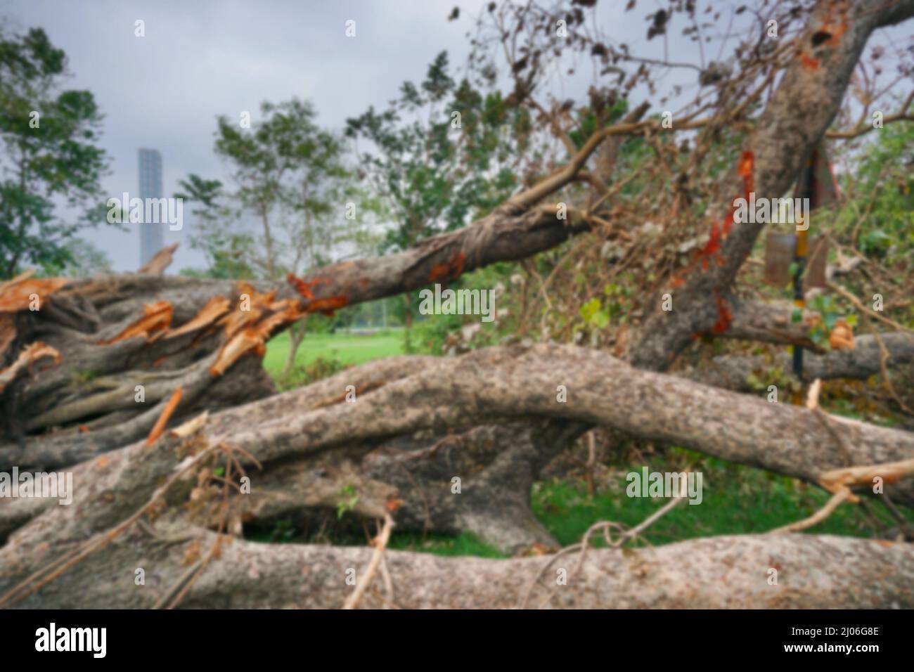 Blurred image of Super cyclone Amphan has uprooted tree which fell on ground. The devastation has made many trees fall. Highrise building of Kolkata. Stock Photo