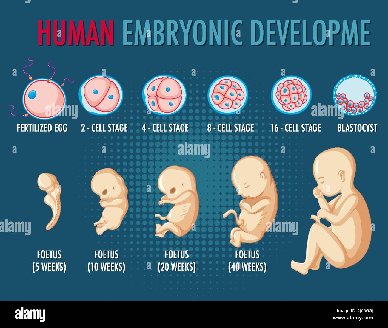 Human embryonic development infographic illustration Stock Vector Image ...