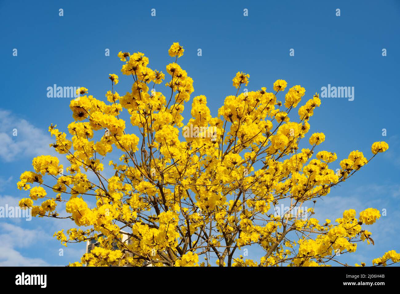 blooming Guayacan or Handroanthus chrysanthus or Golden Bell Tree under blue sky Stock Photo