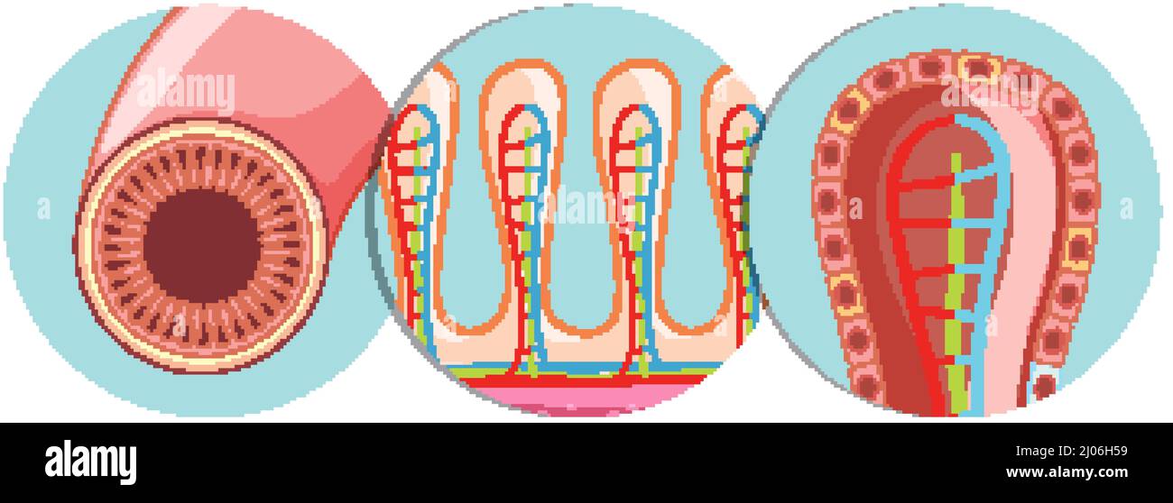 Diagram showing intestinal villus structure illustration Stock Vector