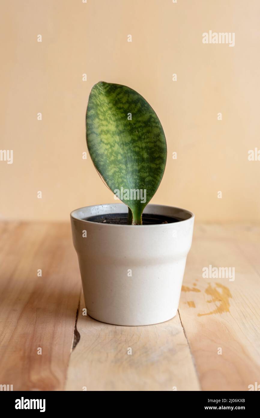 Sansevieria masoniana succulents plant in a beautiful pot Stock Photo