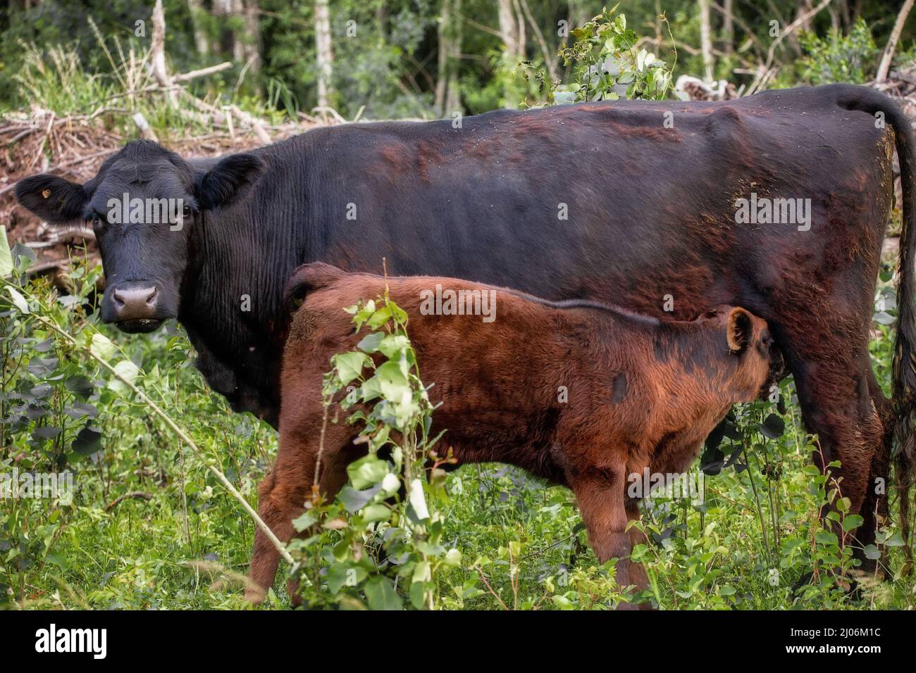 A black cow feeding her brown calf from her udders in a meadow Stock ...