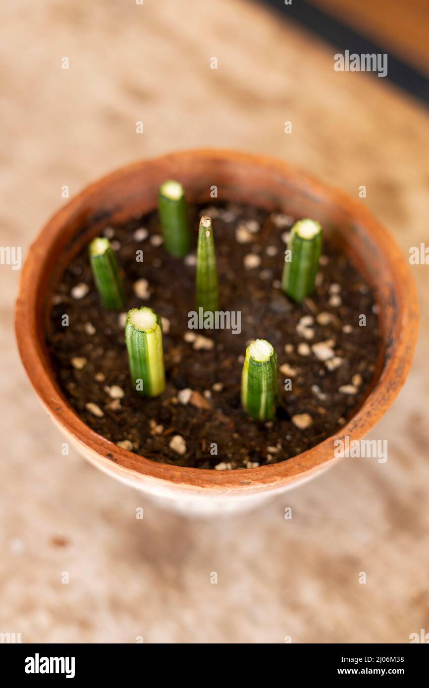 Variegated sansevieria cylindrica straight snake Plant propagation from  stem cuttings Stock Photo - Alamy