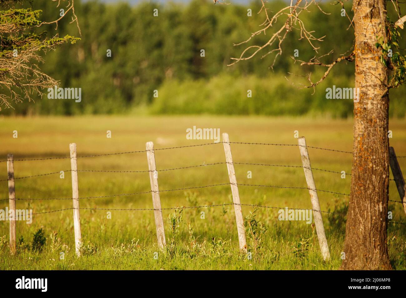 A leaning fence beside a tree with a blurred forest in the background ...