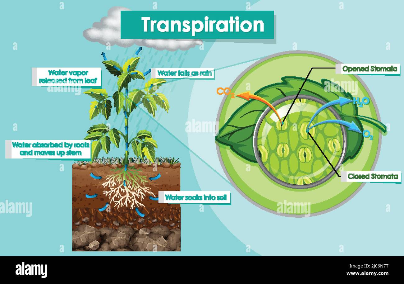 Diagram showing transpiration plant illustration Stock Vector Image