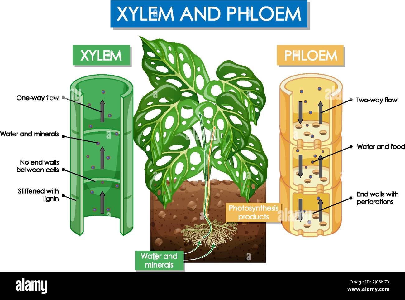 Diagram showing xylem and phloem plant illustration Stock Vector Image