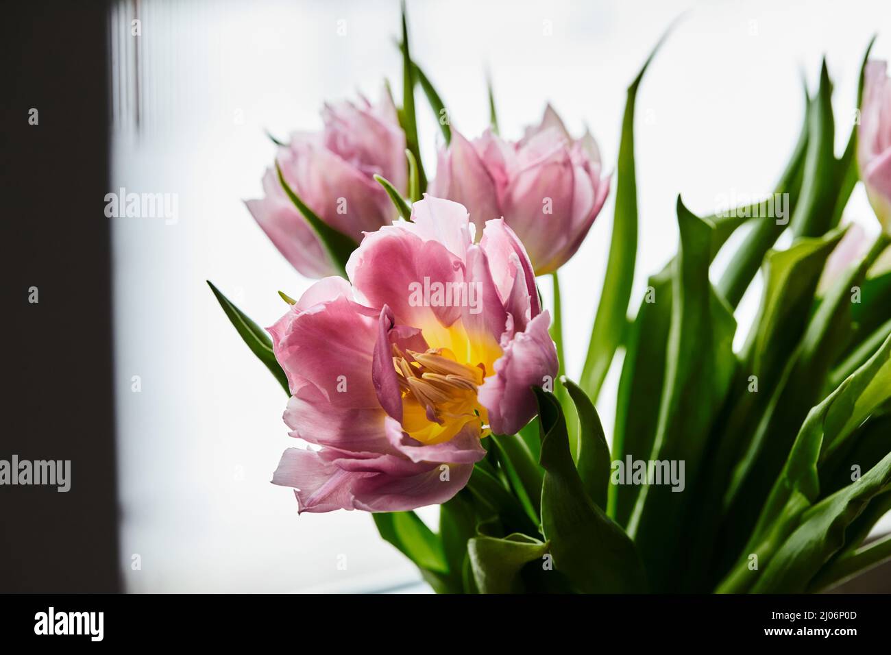 Peony-shaped tulips photo in a bouquet. Macro photo of flowers. Spring and holiday concept, gifts for March 8 international women's day. Front view. Stock Photo