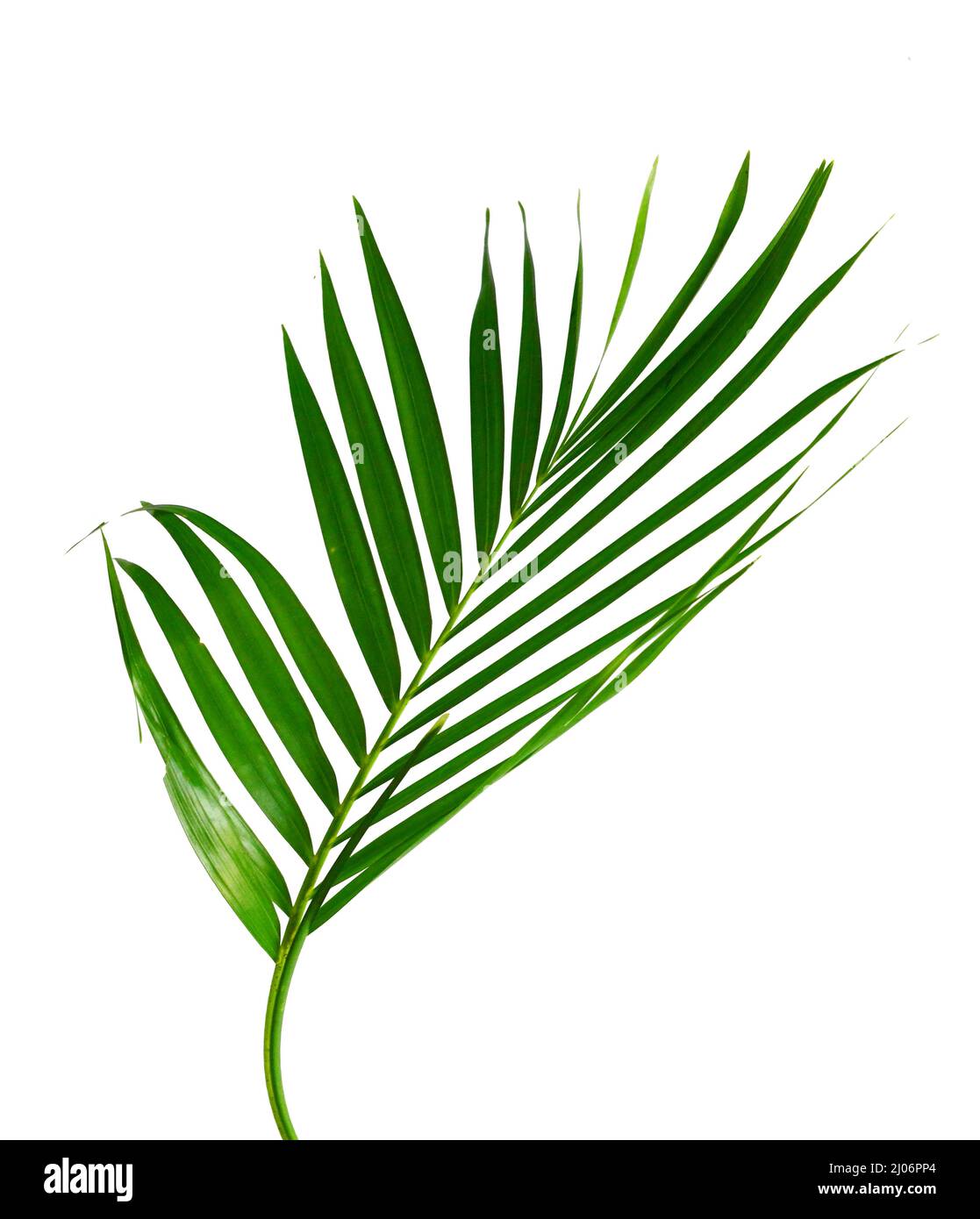 very beautiful leaf Stock Photo - Alamy