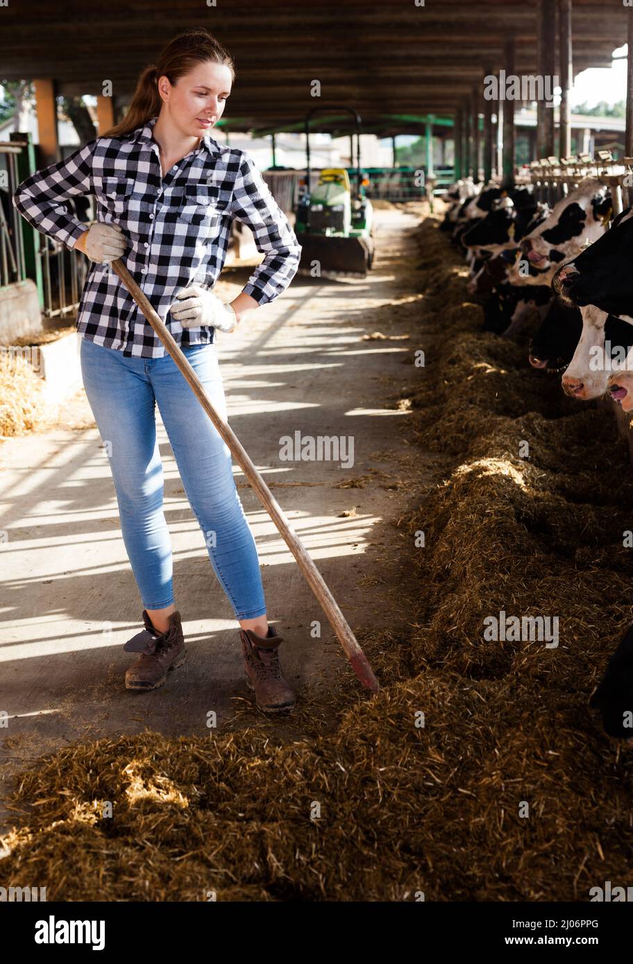 Young positive woman taking care of cows on cowshed Stock Photo - Alamy