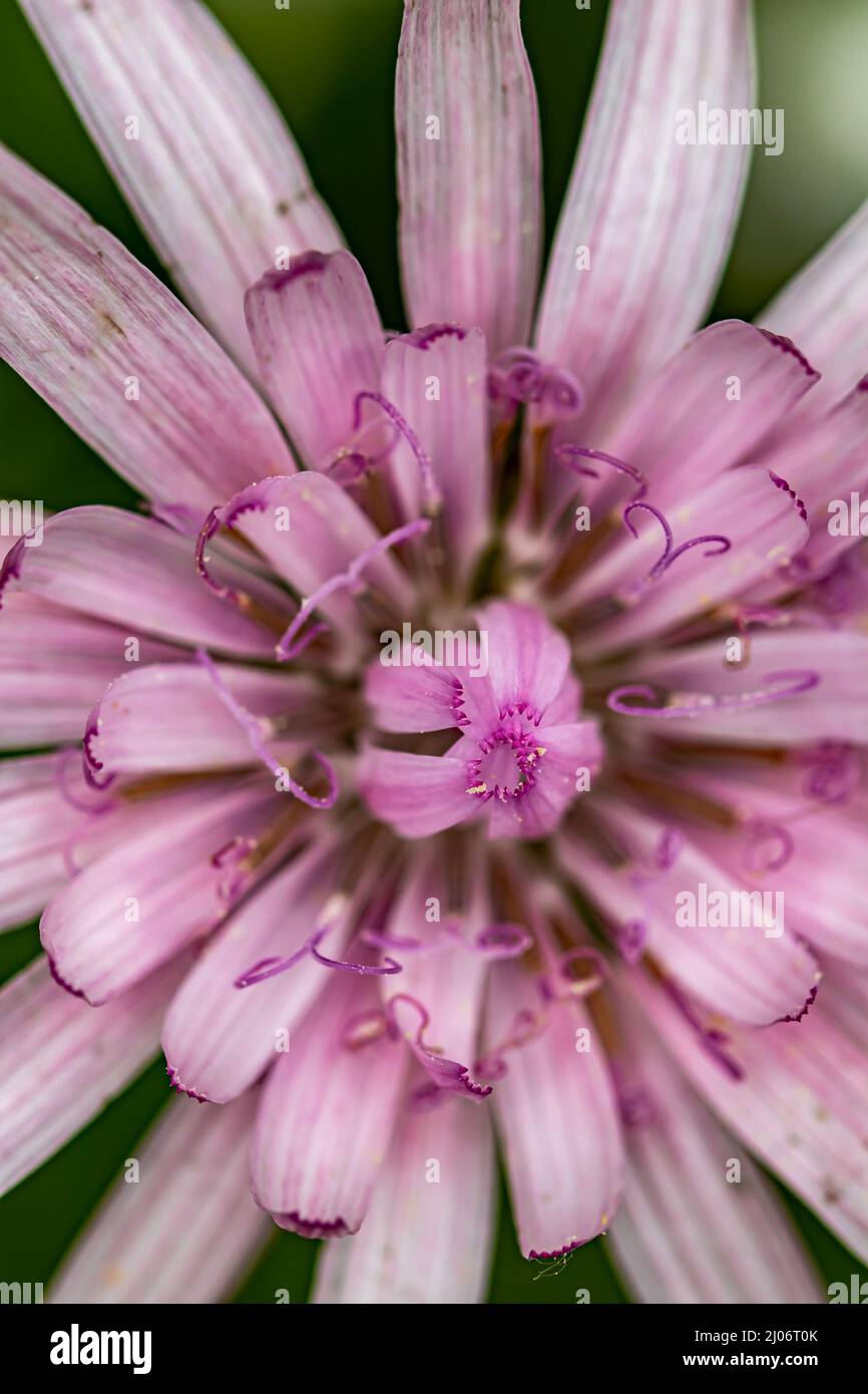 Scorzonera rosea flower in mountains, close up Stock Photo