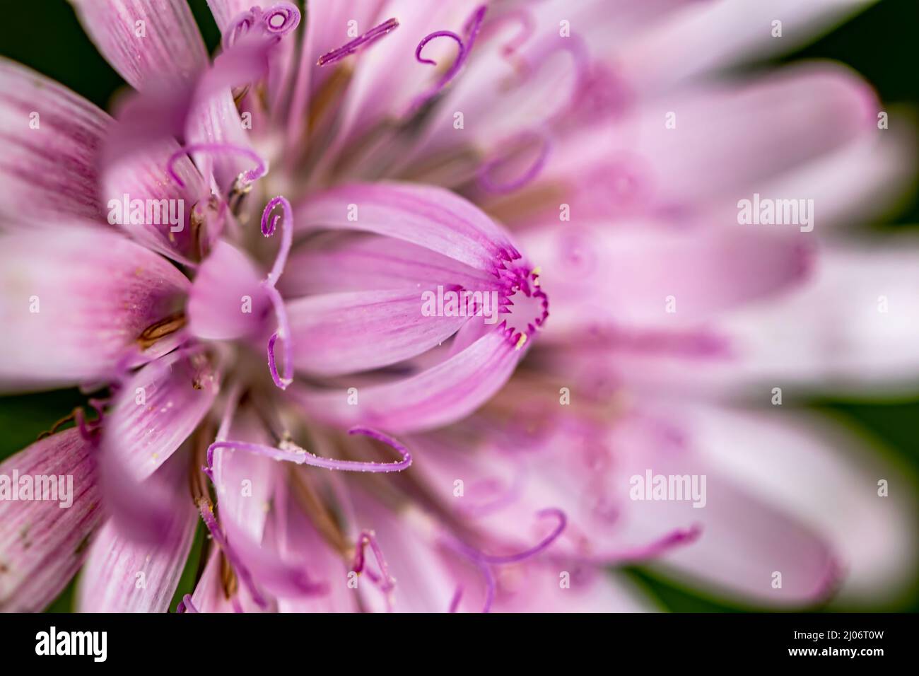 Scorzonera rosea flower in mountains, close up shoot Stock Photo