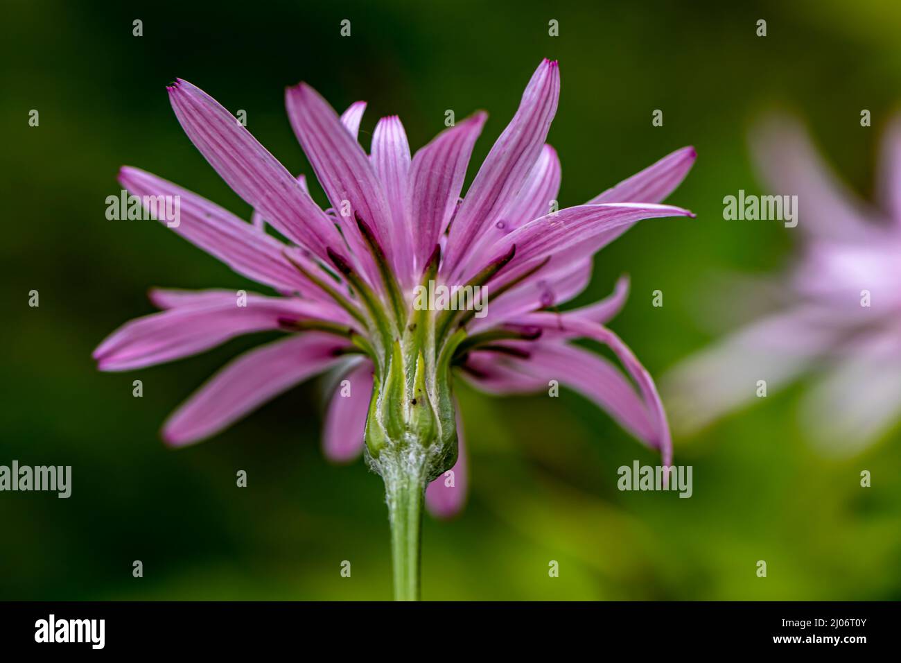Scorzonera rosea flower growing in mountains, close up shoot Stock Photo