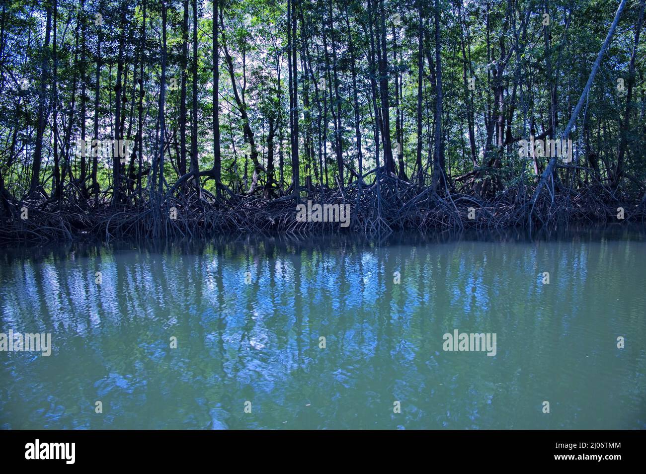 Sailing in the mangrove river - Costa Rica Stock Photo