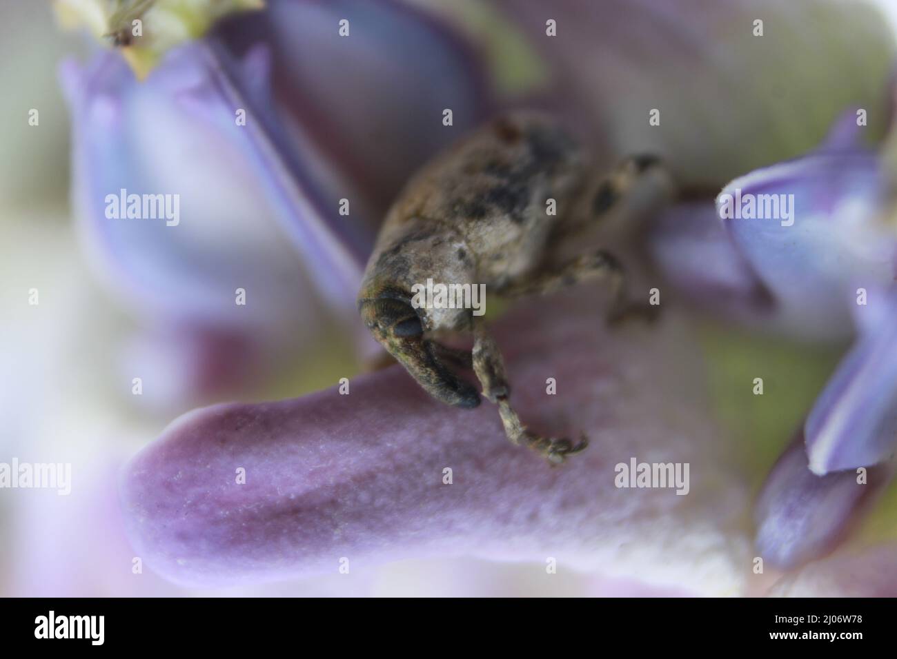 Macro closeup of a beetle, Lixus vilis, pink crown flower, Odisha, Bhadrak Stock Photo