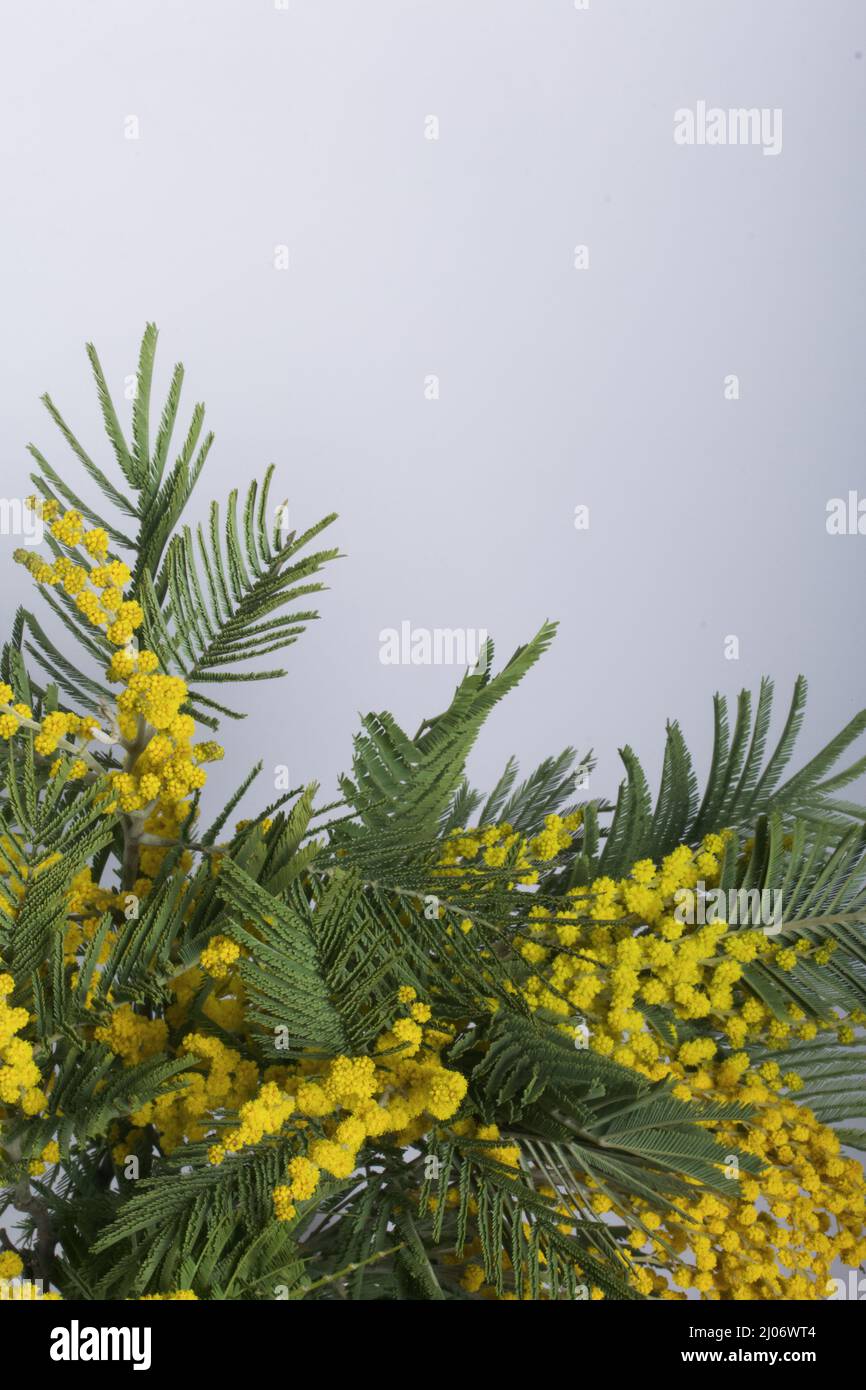 Mimosa hi-res stock photography and images - Alamy
