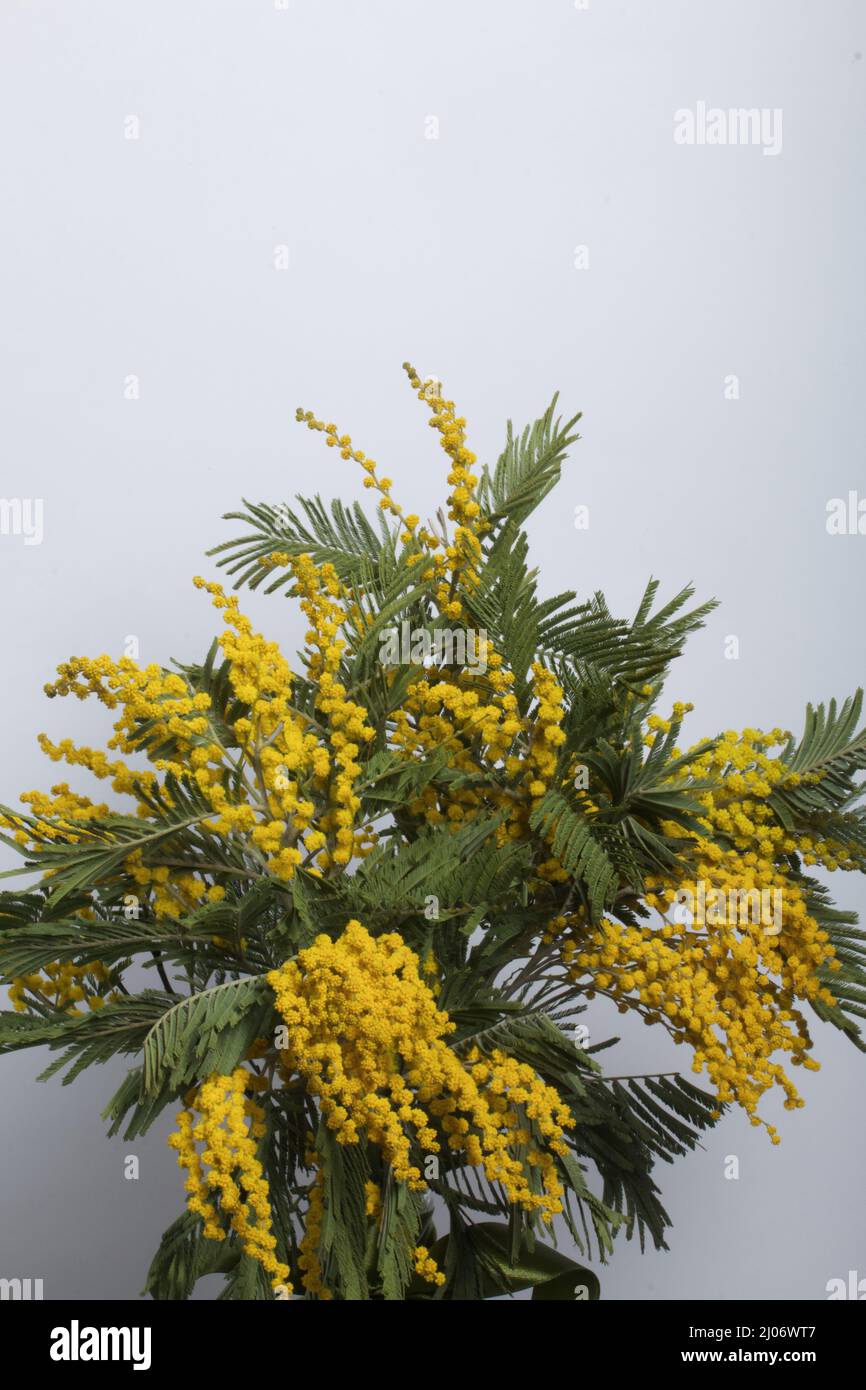 Yellow mimosa plant hi-res stock photography and images - Alamy
