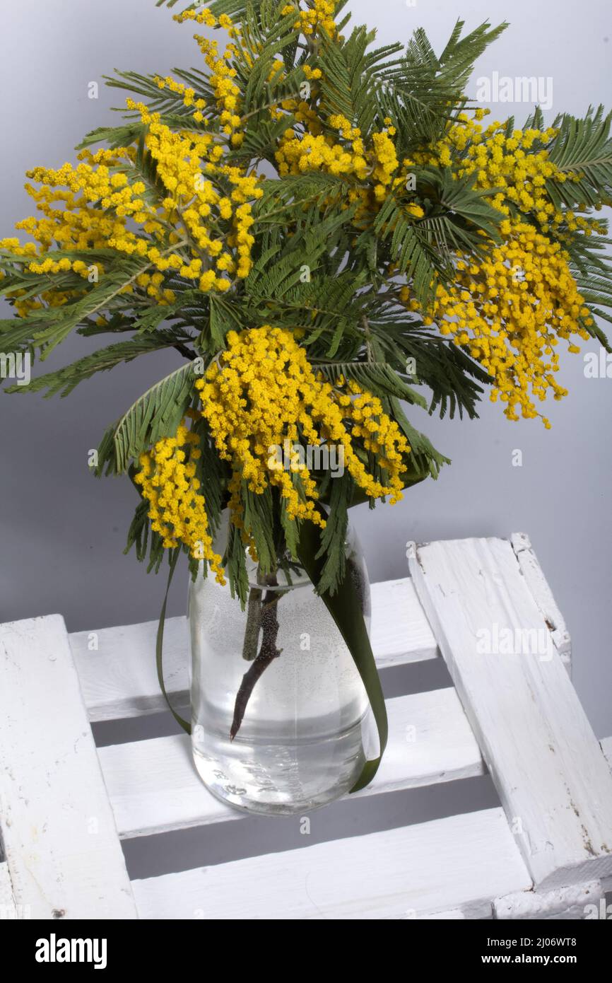 Mimosa hi-res stock photography and images - Alamy