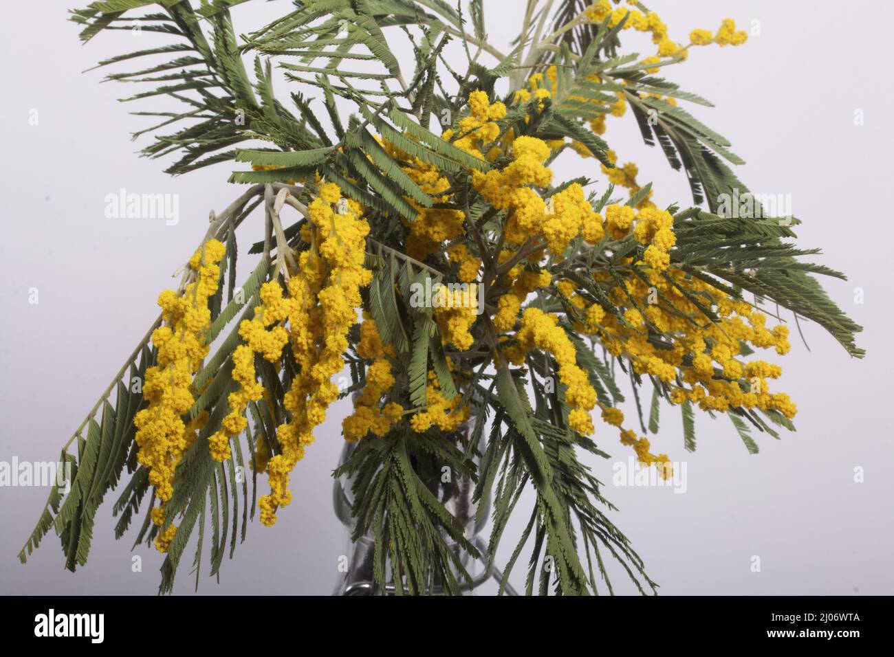 Mimosa in flower hi-res stock photography and images - Alamy