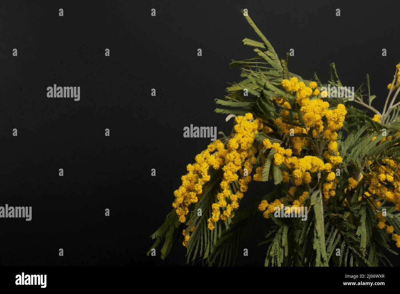 Mimosa hi-res stock photography and images - Alamy
