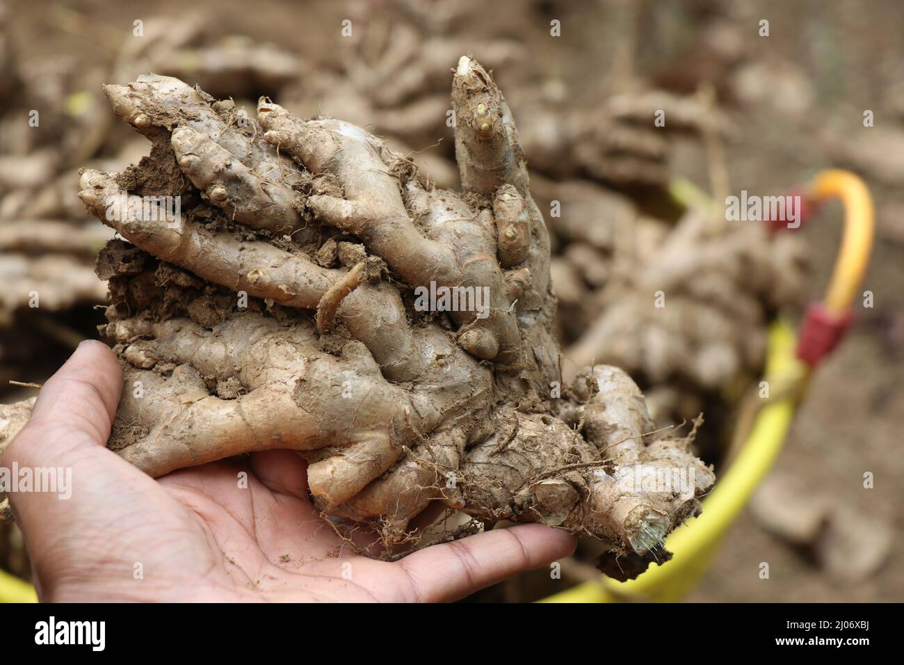 Fresh ginger root held in hand with basket in the background Stock Photo
