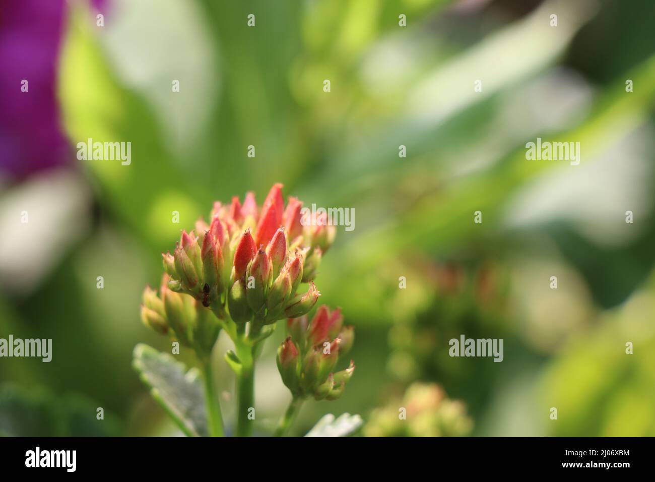 Closeup of flowering plant with a fresh flower bud on a home garden isolated on natural greenery background Stock Photo