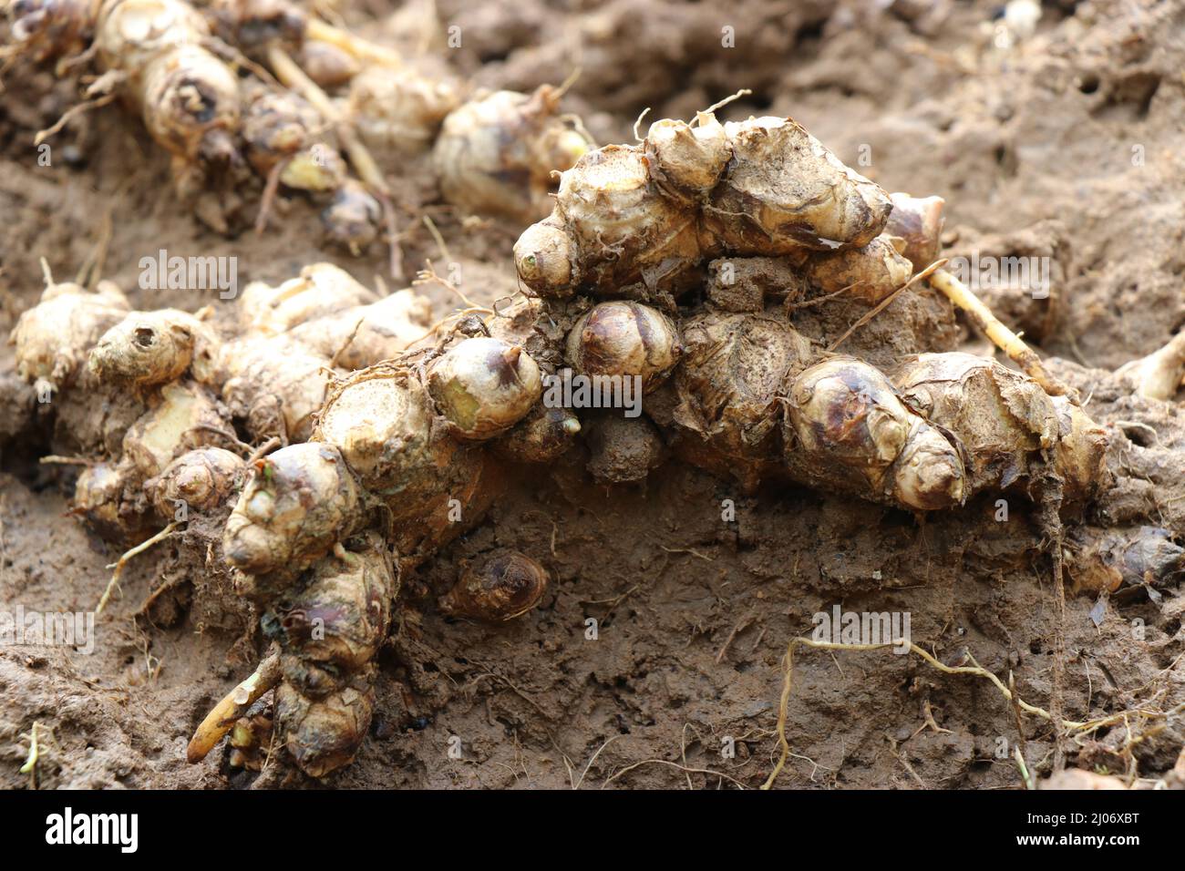 Fresh ginger roots have grown in soil. Roots of ginger ready to be