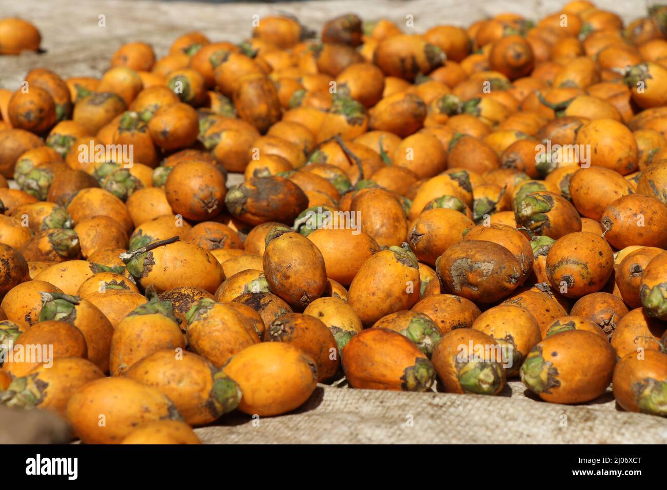 Sun-drying freshly harvested areca nut or betel nut palm or sometimes called chewing nut Stock Photo