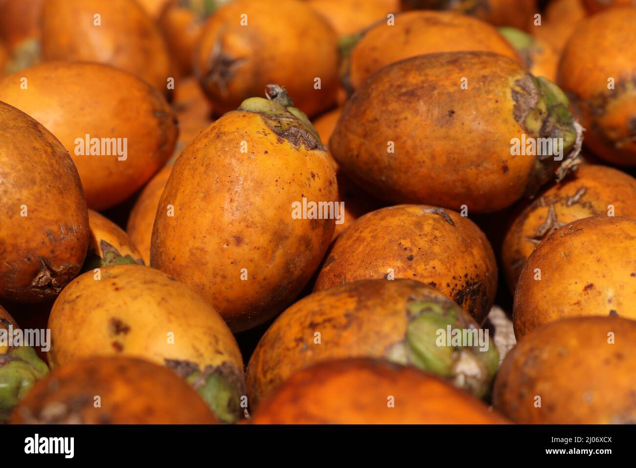 Arecanut or betel nut after harvesting from its trees kept in the sun for drying Stock Photo