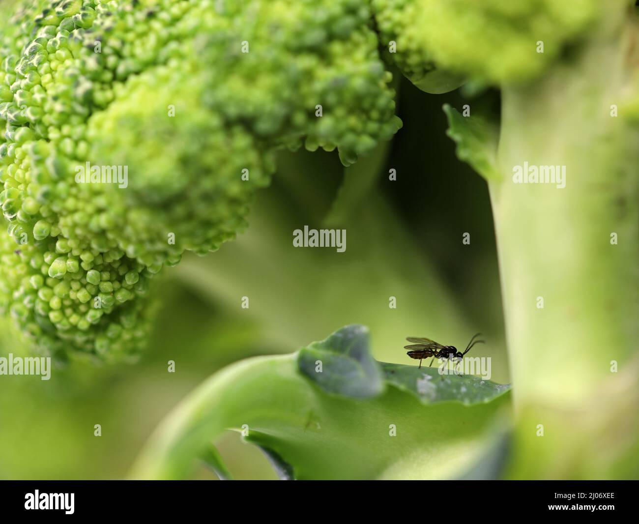 small fly in broccoli floret close up, concept image of insects and
