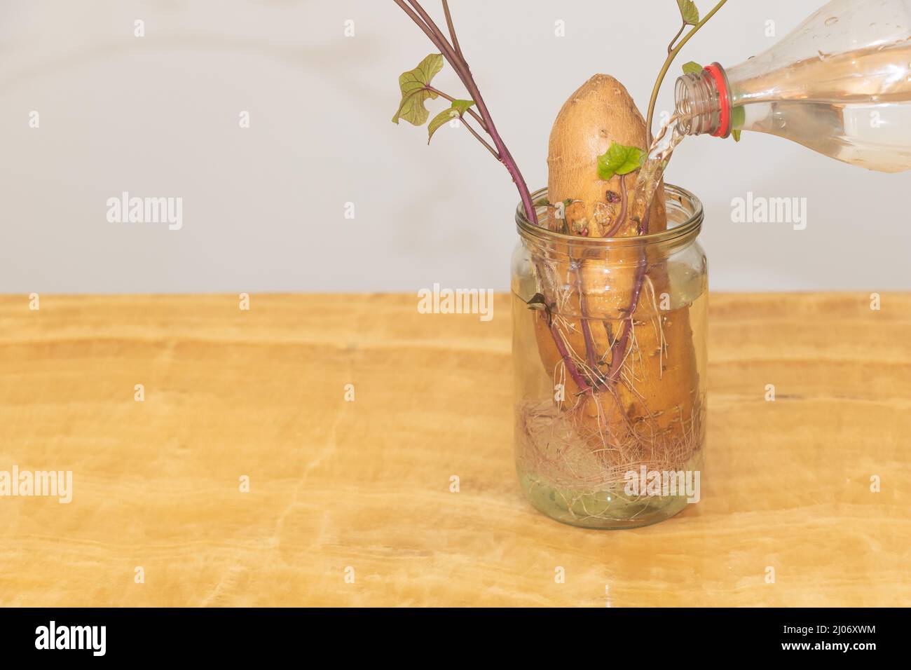 Watering a plant called the Sweet potato that grows in the house as a decorative plant Stock Photo