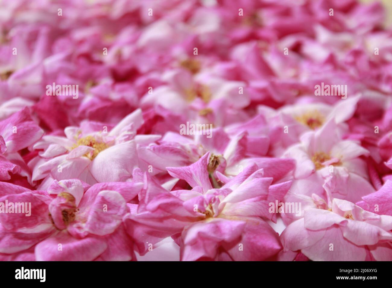 Isolated, close-up of a pink rose petals background Stock Photo