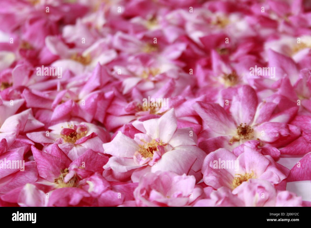 Pattern of pink rose petals. Floral print background Stock Photo