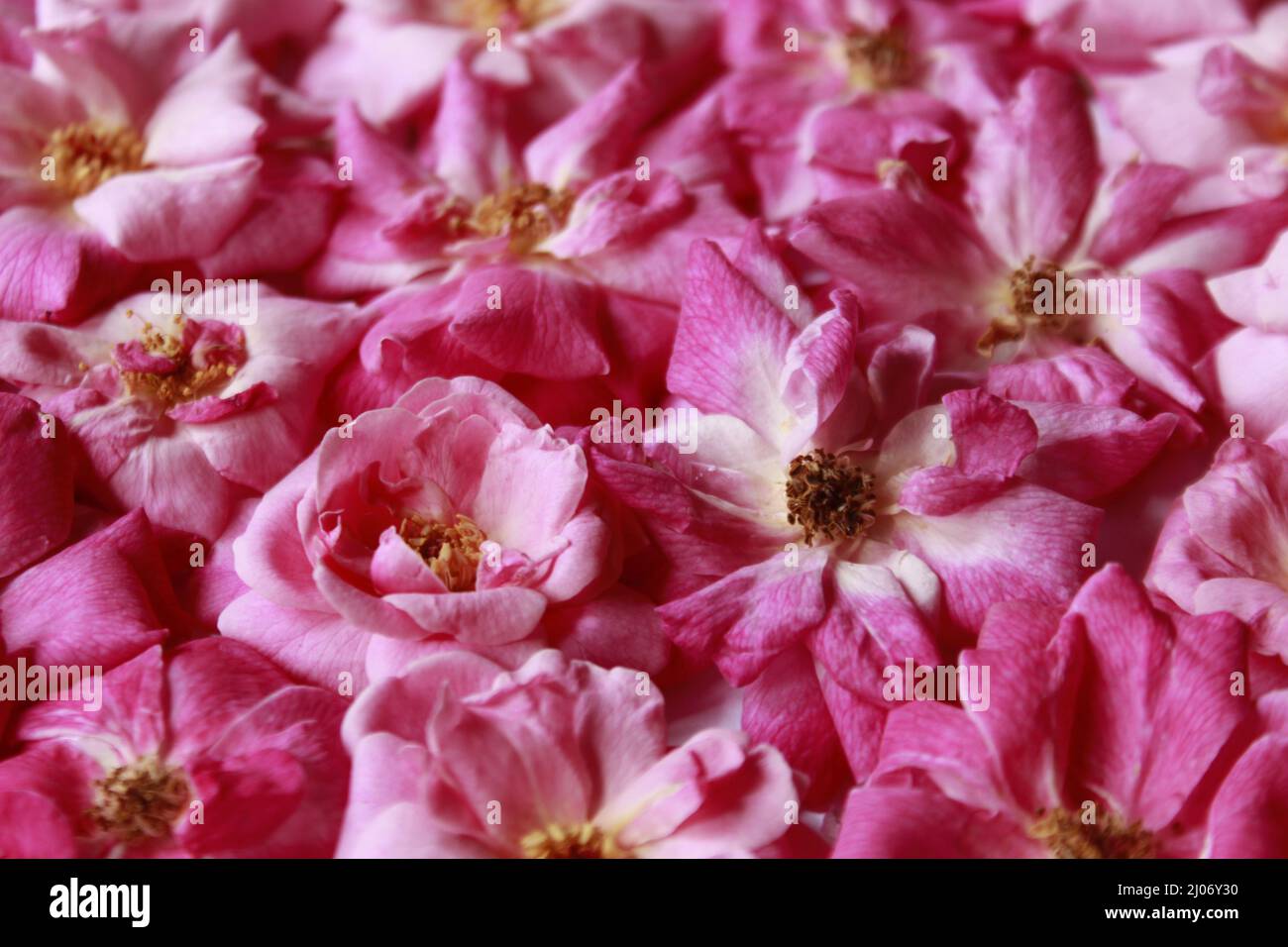 Isolated, close-up of a pink rose petals background Stock Photo